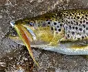 Macarthy Baits - Macarthy Baits Jerk Minnow | 5" | Hot Orange